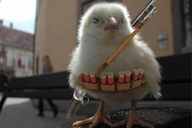 Cool And Funny Images   HD Wallpapers And Pictures