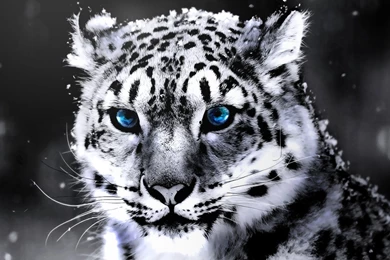 Tiger Desktop Wallpapers