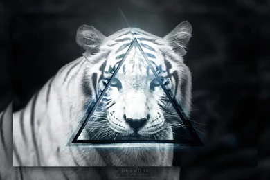 White Tiger Wallpapers 1920x1080 By JinyCZE On DeviantArt