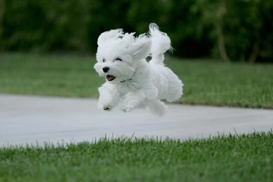 Free Images To Use On Websites   All Wallpapers New