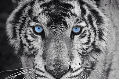 White Tiger Wallpapers HD5577   Ittipz.com   Ittipz.com