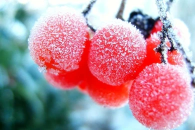 Winter Season Bokeh Berries Icicles 1680x1050 Wallpapers – Nature ...