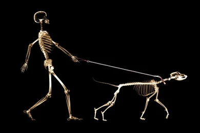 Costume Suit Dogs Tophat Gentleman Canine 1575x2362 Wallpapers ...