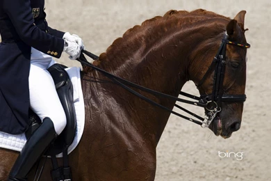 Tall And Gorgeous In The Outlook, Eyes Reveal The Horse A ...