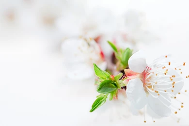 Download White Blossom Tree Flowers Wallpapers   Wallpapers Printed