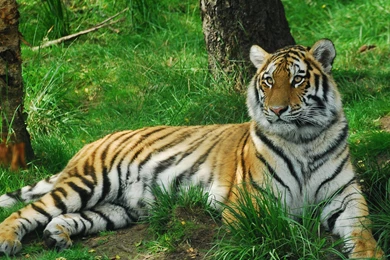 Tiger In The Forest Wallpapers Animal Wallpapers