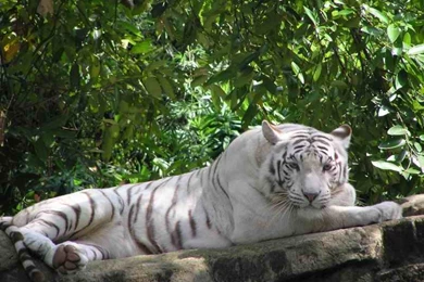White Tiger Nature Forest Wallpaper Backgrounds Picture And Layout ...