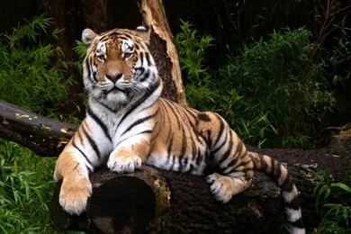 Tiger Forest Tree Animals Other Free Download Wallpapers ~ Other ...