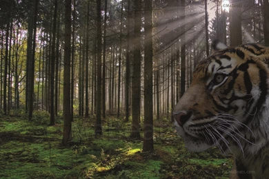 Tiger In The Wild Forest Wallpapers ~ MaBeats