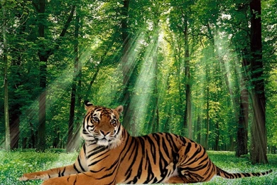 Cats: Tiger Collage Forest Feline Wildlife Big Cat Full HD Animal ...