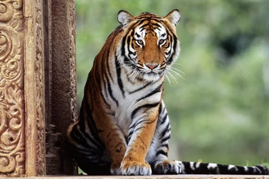 Wallpaper: Tiger, Animal, Forest, Eyes, Rest, Wildlife, Felidae ...