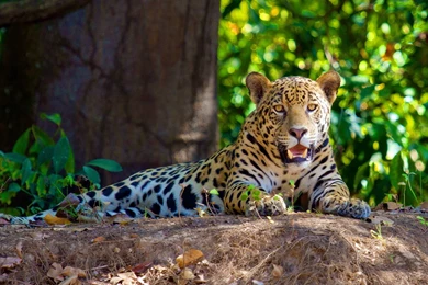 Jaguar Forest Wallpapers