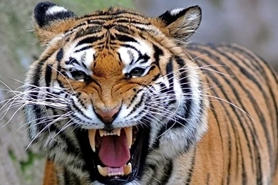 Tiger Roar Animal Wallpapers : HD Wallpaper, Backgrounds Wallpapers