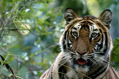 Download Wallpapers 3840x1200 Tiger, Big Cat, Grass, Forest Dual ...