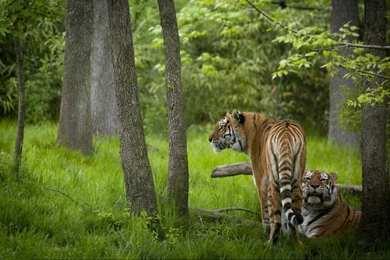 Tiger Couple In The Forest Wallpapers