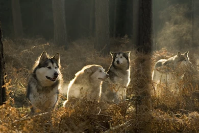Siberian Husky In The Forest Wallpapers HD Tiger Hd Wallpapers ...