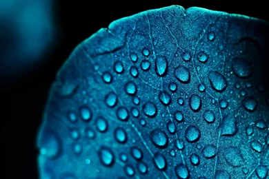 Macro Blue Leaf Water Drops Cool HD Wallpapers
