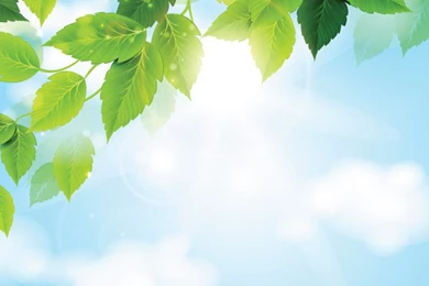 Sunny Sky With Green Leaves Backgrounds (Free), Vector   365PSD.com