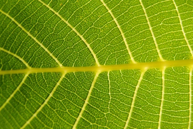 Leaves And Nature Photos Textures Gallery