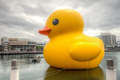 Large Rubber Duck