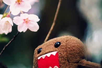 Domo Kun And Tree Blossoms HD Desktop Wallpapers : High Definition ...