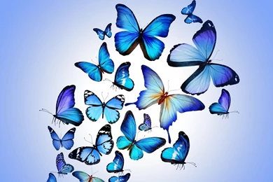 HD Purple Animated Butterfly Wallpapers HD Full Size ...