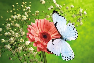 Butterfly Wallpapers By Ken Dancy On FL