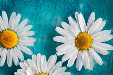 White Flowers Glass Backgrounds Wallpapers HD Download