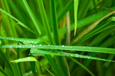 Green   My New Desktop Backgrounds