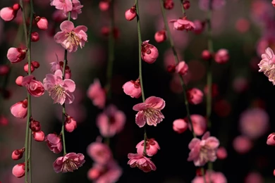 Pink Flower Climber, 1280x1024 Pixels : Wallpapers Tagged Bloom ...