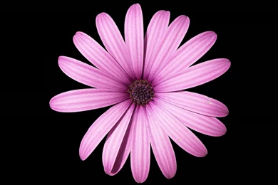 Flower Wallpapers Tumblr Hd Black And White Widescreen Download For ...