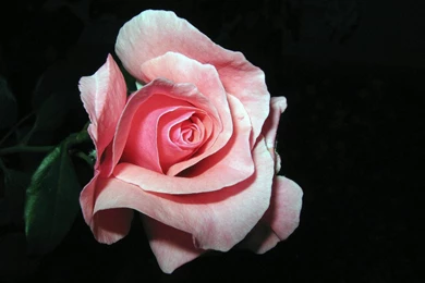 Black Rose Flower Wallpapers All Wallpapers New