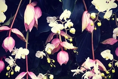 Wallpapers Wishlist: Gorgeous Pattern And Prints. Orchids Create A ...