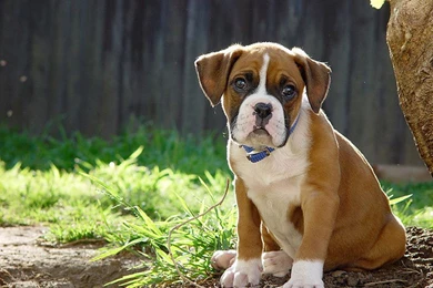 Wallpapers Puppy Boxer Puppies All Pictures And 800x600