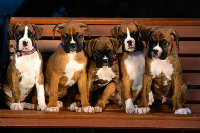 Boxer Puppies On The Bench, 1920x1080 HD Wallpapers And FREE Stock ...