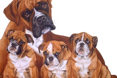 Family Of Boxer Dogs HD Desktop Wallpapers : Widescreen : High ...