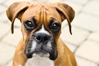 Boxer Puppy Images 17 Hd Wallpapers   DogBreedsWallpapers.com