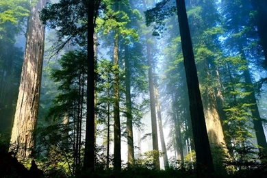 Forest Is The Ultimate Sustainable Cooperative Community