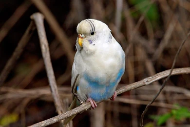 Parakeet Wallpapers   Wallpapers Cave