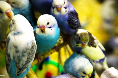Budgie Wallpapers 33/42