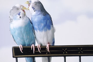 Animals: Cantankerous Parakeets, Desktop Wallpapers Nr. 40993