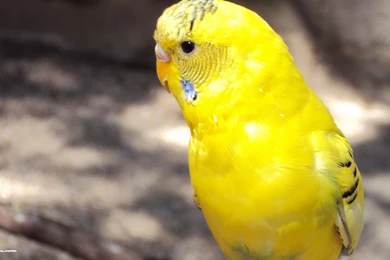 Budgie Wallpapers 41/42