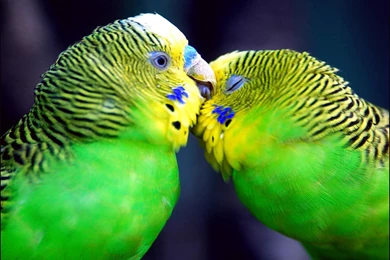 Parakeets Wallpapers >> Backgrounds With Quality HD