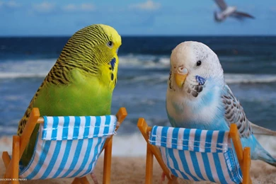 Parakeet Budgie Parrot Bird Tropical (23) Wallpapers
