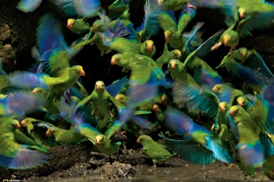 Parakeet Picture    Bird Wallpapers    National Geographic Photo Of ...