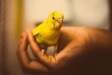 Parakeet HD Desktop Wallpapers : Widescreen : High Definition ...