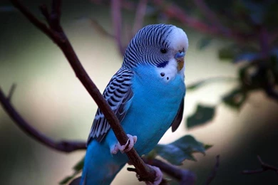 Parakeet Bird Images