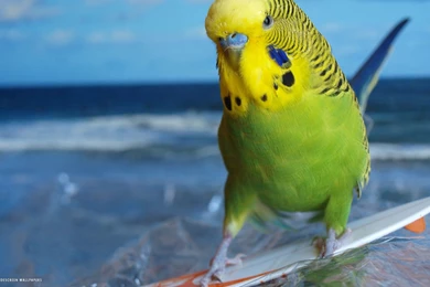 Parakeet Budgie Parrot Bird Tropical (24) Wallpapers