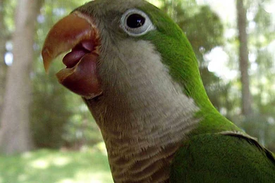 Parakeet Wallpapers   Animals Town