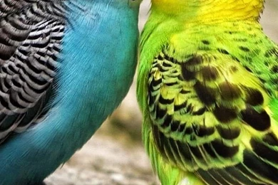 LOVE BIRDS IPHONE WALLPAPER BACKGROUND
